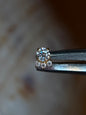 Crystal Paw
